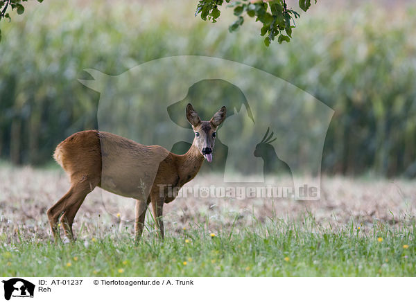 Reh / deer / AT-01237