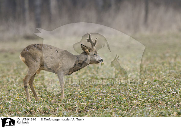 Rehbock / male deer / AT-01246