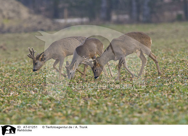 Rehbcke / male deer / AT-01251