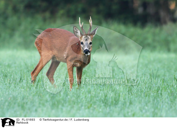 Rehbock / roe deer / FL-01693