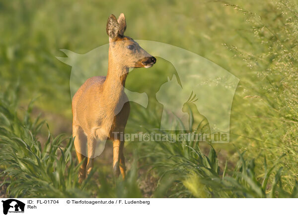 Reh / roe deer / FL-01704