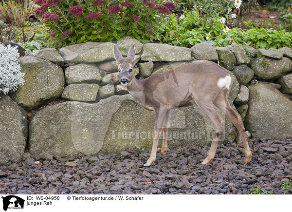 junges Reh / young roe deer / WS-04958