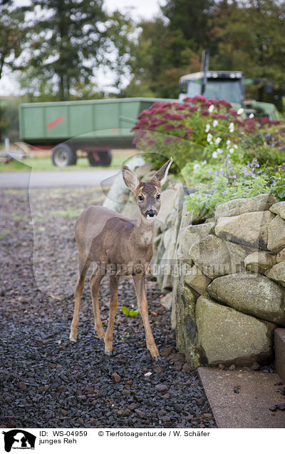junges Reh / young roe deer / WS-04959