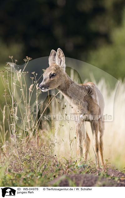 junges Reh / young roe deer / WS-04976