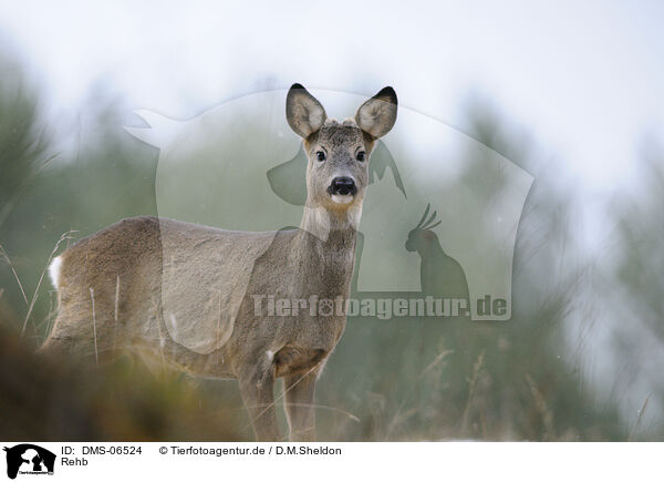 Rehb / roe deer / DMS-06524