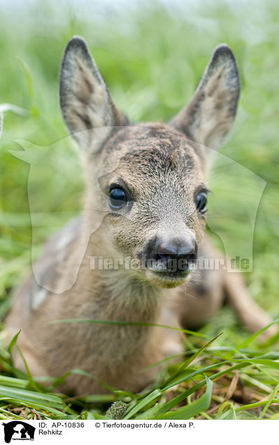 Rehkitz / roe deer kid / AP-10836