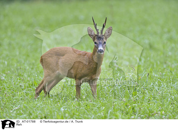 Reh / roe deer / AT-01788