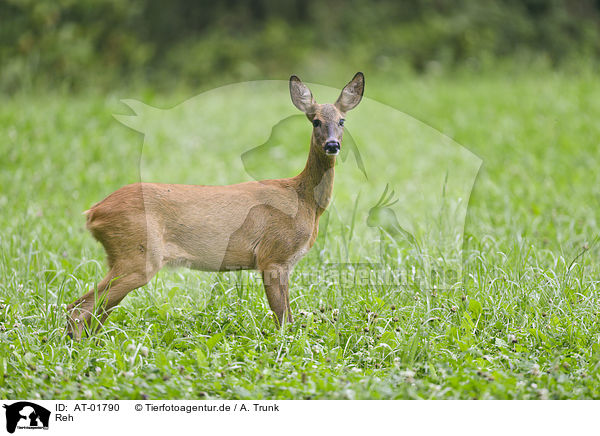 Reh / roe deer / AT-01790