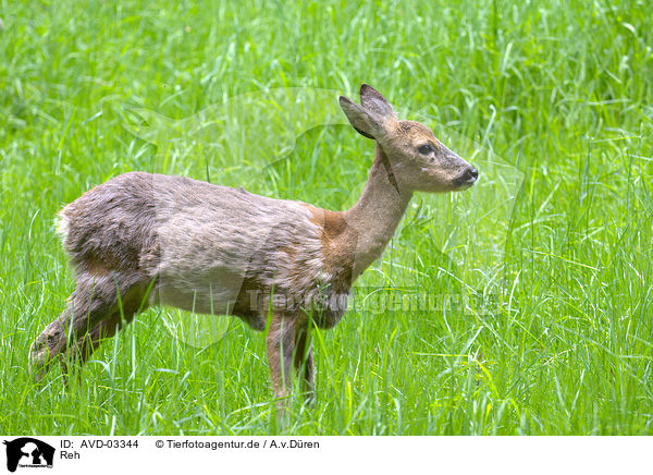 Reh / roe deer / AVD-03344