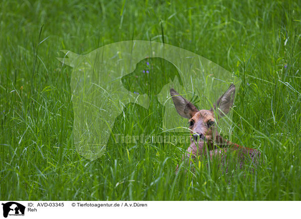 Reh / roe deer / AVD-03345