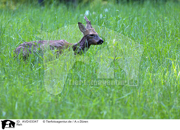 Reh / roe deer / AVD-03347