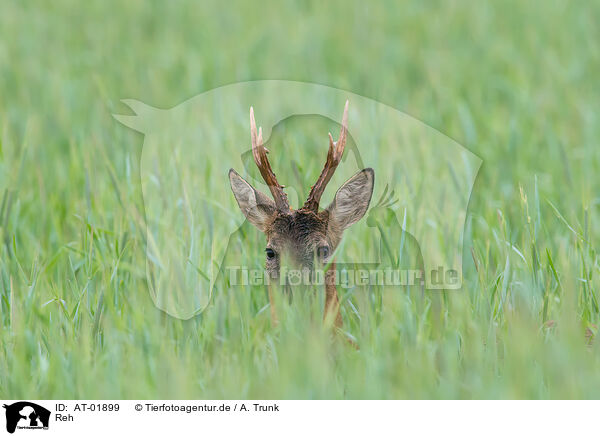 Reh / roe deer / AT-01899