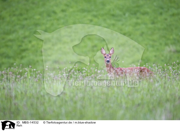 Reh / roe deer / MBS-14532