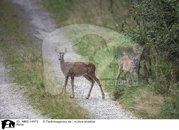 Rehe / roe deer / MBS-14972