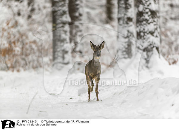 Reh rennt durch den Schnee / Roe Deer runs through the snow / PW-01840