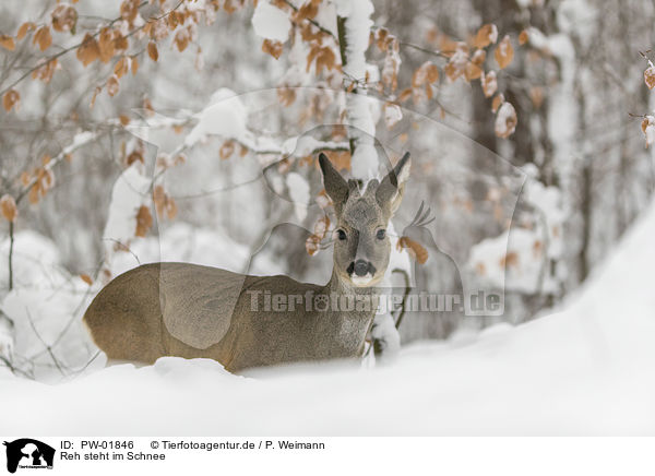 Reh steht im Schnee / Roe Deer stands in the snow / PW-01846
