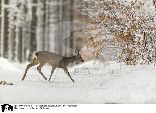 Reh rennt durch den Schnee / Roe Deer runs through the snow / PW-01853