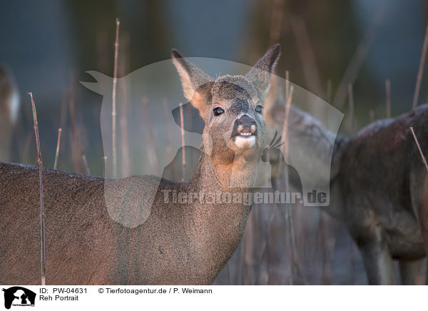 Reh Portrait / Deer portrait / PW-04631