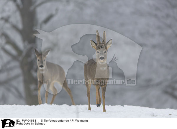 Rehbcke im Schnee / roebuck at the Snow / PW-04683