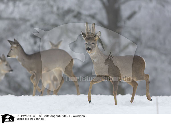 Rehbcke im Schnee / roebuck at the Snow / PW-04685