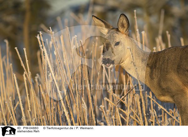 stehendes Reh / standing Deer / PW-04860