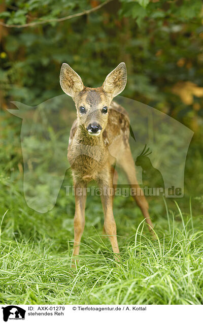 stehendes Reh / standing Deer / AXK-01279