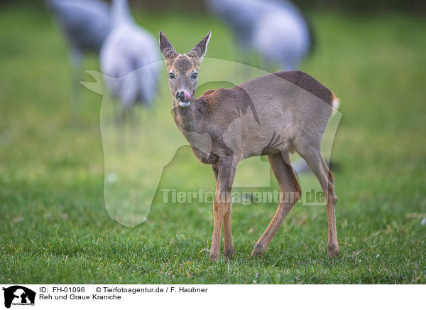Reh und Graue Kraniche / Roe Deer and Common Cranes / FH-01096