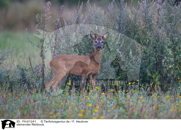 stehender Rehbock / standing Roebuck / FH-01241