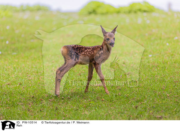 Reh / roe deer / PW-10514