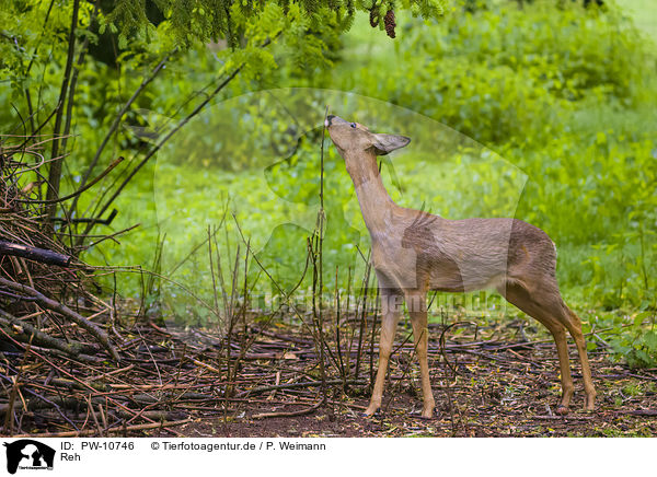 Reh / roe deer / PW-10746