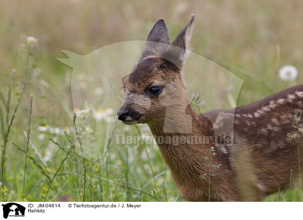 Rehkitz / Fawn / JM-04614