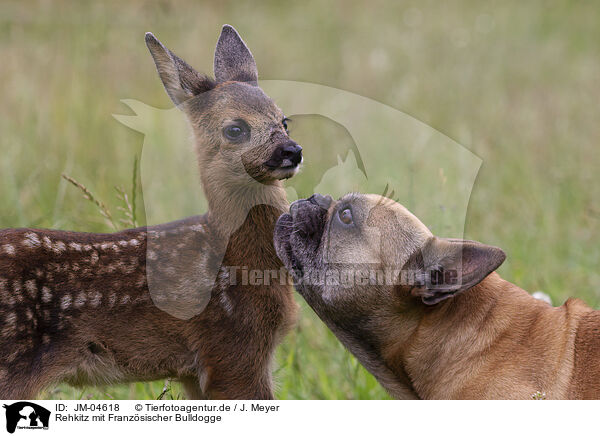 Rehkitz mit Franzsischer Bulldogge / Fawn with french bulldog / JM-04618