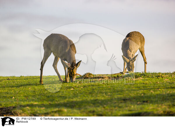 Rehbock / roe buck / PW-12789