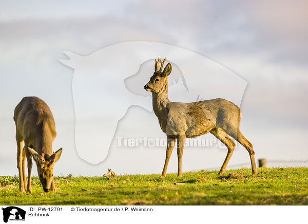 Rehbock / roe buck / PW-12791