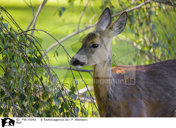 Reh / roe deer / PW-15040