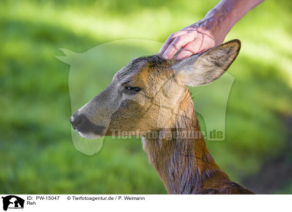 Reh / roe deer / PW-15047