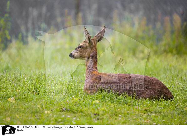 Reh / roe deer / PW-15048