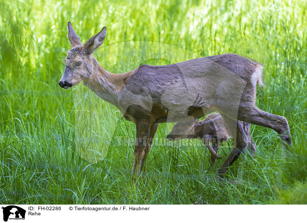Rehe / roe deer / FH-02286