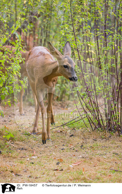 Reh / roe deer / PW-18457