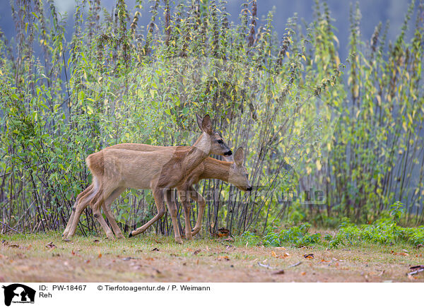 Reh / roe deer / PW-18467