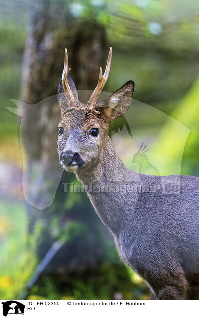 Reh / roe deer / FH-02350