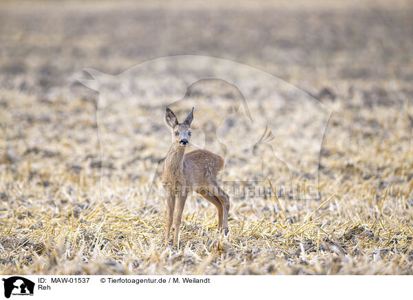 Reh / roe deer / MAW-01537