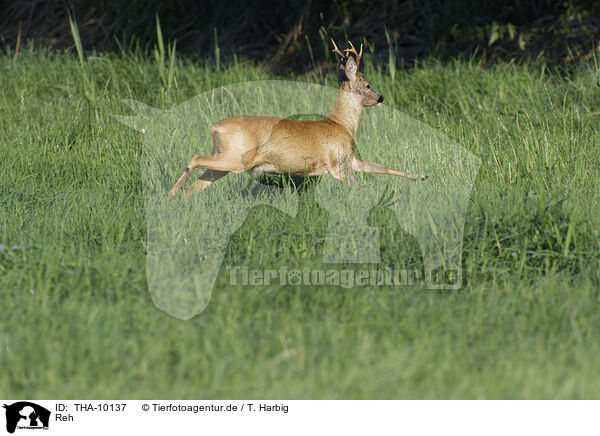 Reh / roe deer / THA-10137