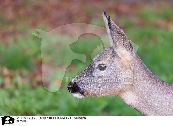 Rehwild / roe deer / PW-19189