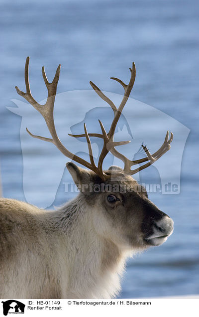 Rentier Portrait / reindeer portrait / HB-01149