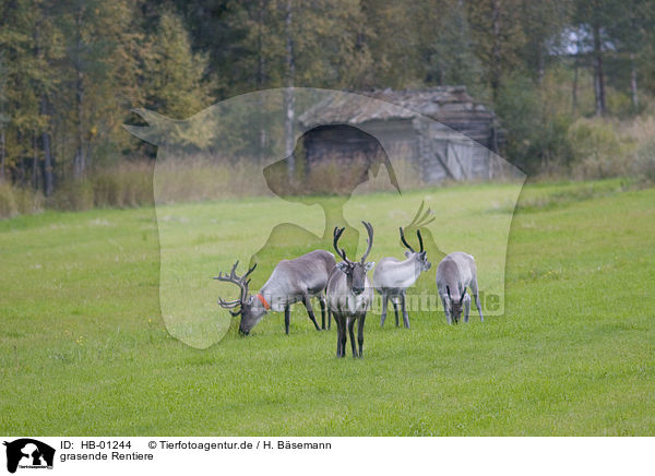 grasende Rentiere / grazing reindeers / HB-01244