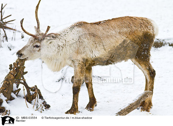 Rentier / reindeer / MBS-03554