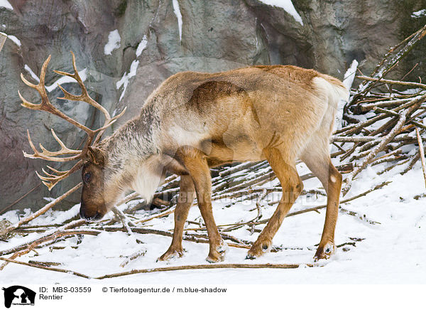 Rentier / reindeer / MBS-03559