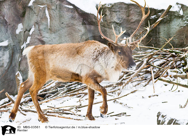 Rentier / reindeer / MBS-03561