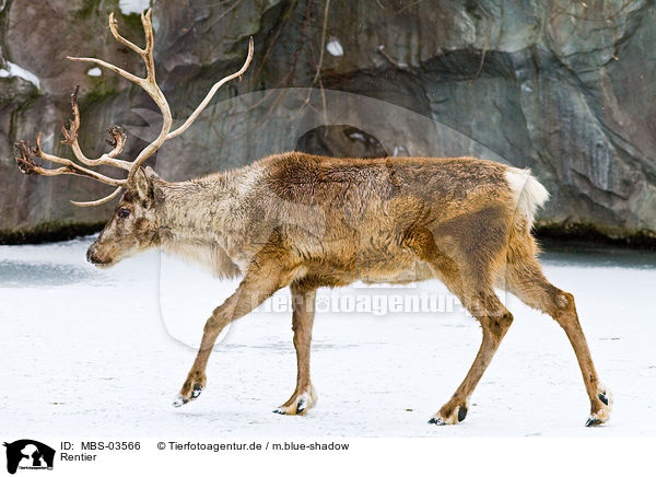 Rentier / reindeer / MBS-03566